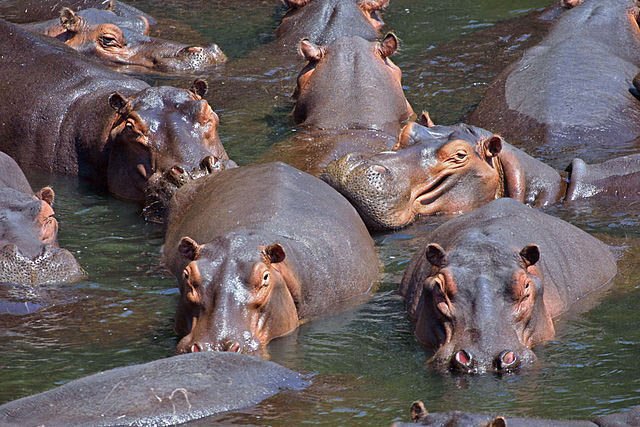 hippo